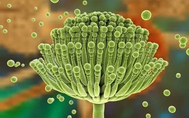 Mycotoxin Testing Market Share and Analysis : 2023 - 2030