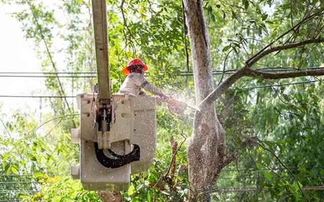 Utility Vegetation Management Market - Growth, Size, Outlook By 2024 - 2032