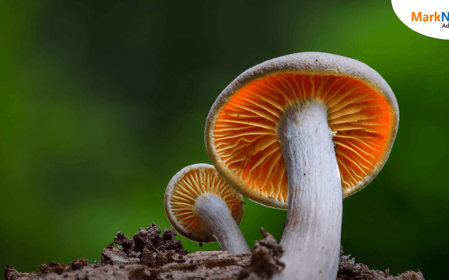 Top 9 Indonesian Mushroom Companies: Key Trends and Sector Insights, 2030