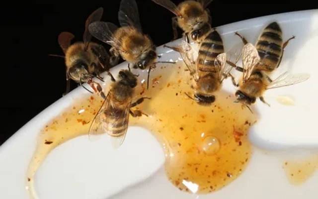 Feeding Honeybees in Fall and Winter: Tips for Successful Overwintering