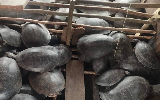 Polícias realizam operação e soltam 254 quelônios em Canutama