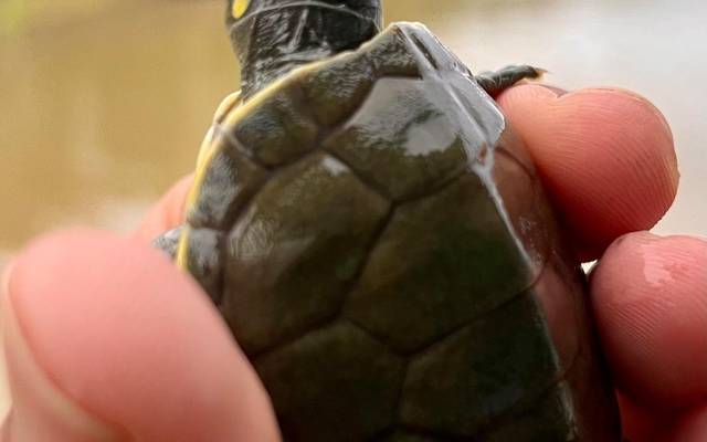 Mais de 145 mil filhotes de quelônios são devolvidos à natureza em Canutama em 2025