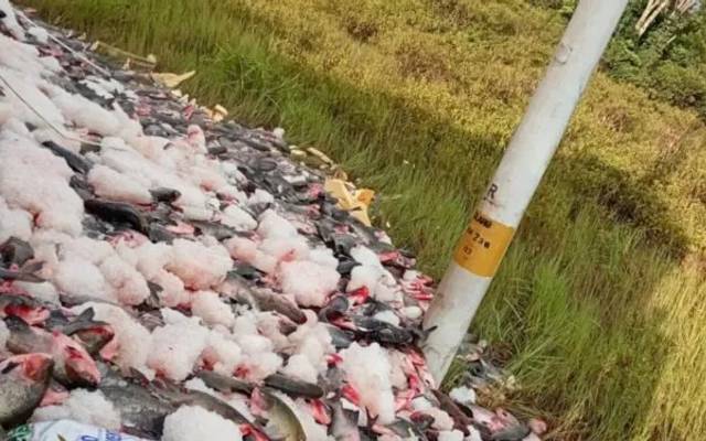 Caminhão carregado de peixes tomba na BR-319 e espalha carga na pista no AM