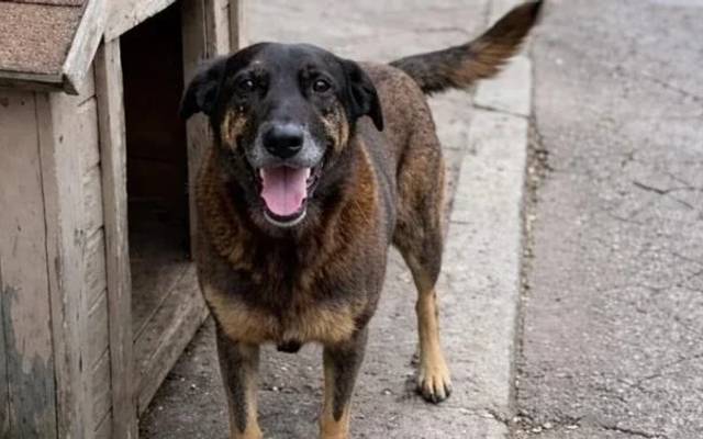 Polícia Civil de SC conclui inquérito e aponta adolescente como assassino do cão Orelha