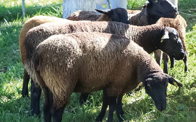 Extremo Oeste aposta em ovinos e caprinos 
para diversificar renda no campo