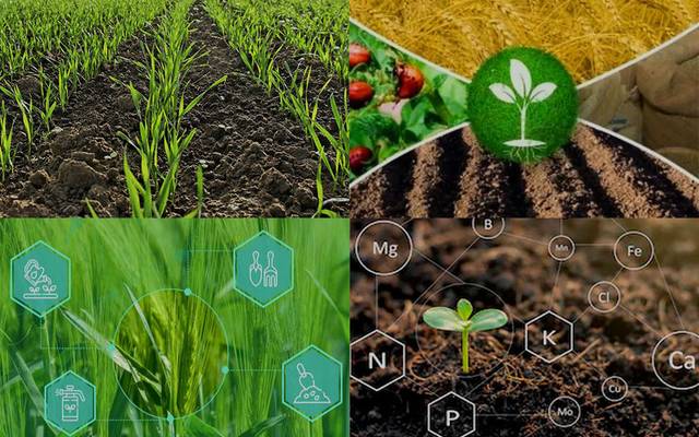 Захист картоплі: колорадський жук і фітофтора