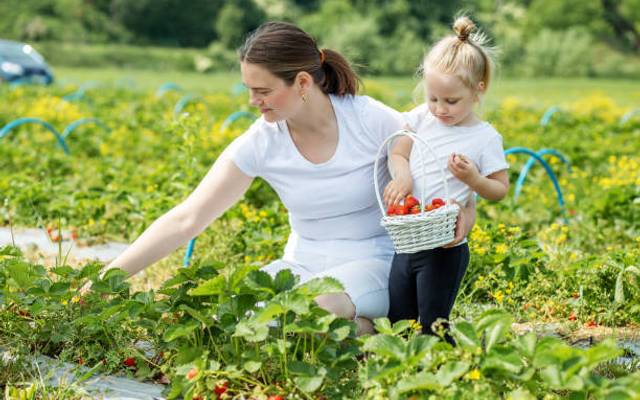 Japan Agritourism Market Trends, Growth, and Demand Forecast 2025-2033
