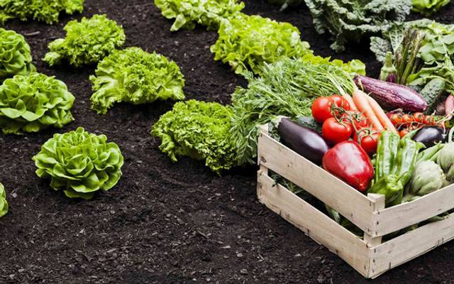 Rooted Right: Top Soil for Vegetables