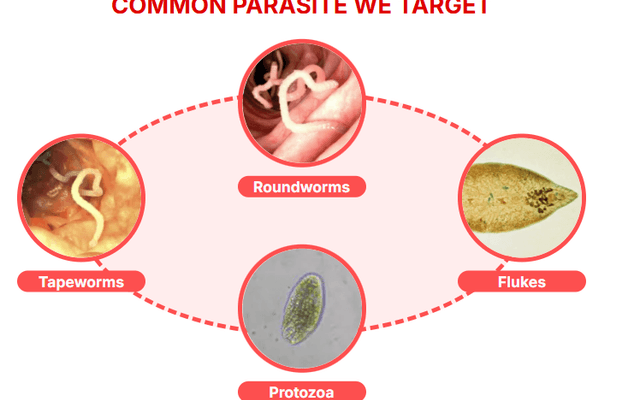Para911 Parasites Cleanse Drop Australia - Reviews, Benefits, Ingredients, Price & Where to Buy?
