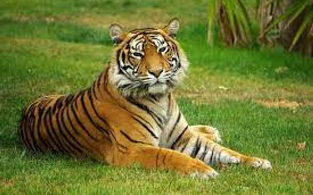 Tadoba Tiger Safari Online Booking – Your Gateway to the Wild
