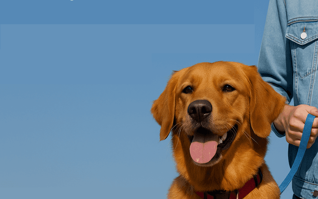 Dog Walking Services for Busy Owners