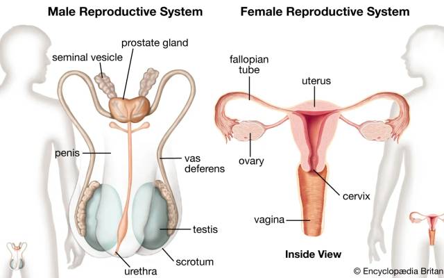 Boostron Male Enhancement for Men 