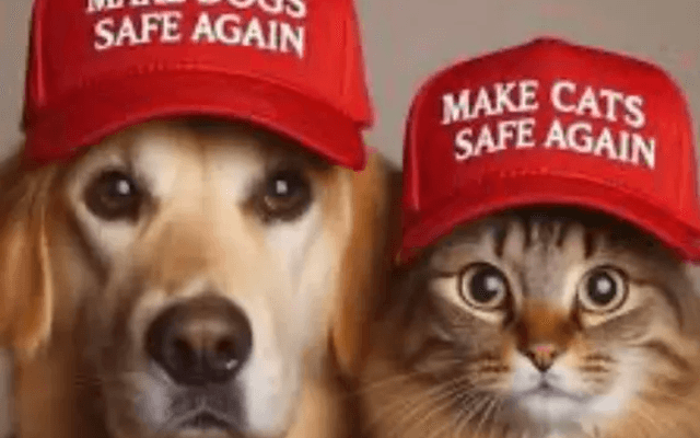 Free Trump MAGA Hat very good for you