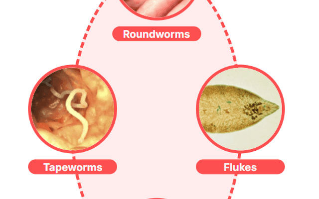 Clarexin Intestinal Parasite Cleanse Switzerland :(Natürlich und sicher): Bewertungen, wo kaufen?