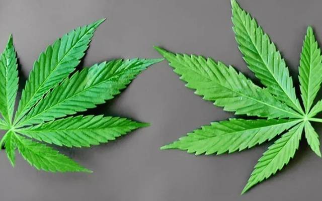 Green Nature Farms CBD Gummies That Help You Sleep Better Every Night