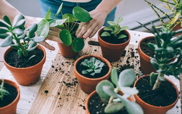 India Indoor Plants Market 2025-2033: Industry Size, Share, Growth and Forecast Report