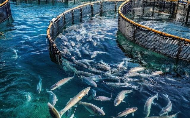 India Fish Farming Market Size and Production Overview 2025-2033 | Get Sample Report
