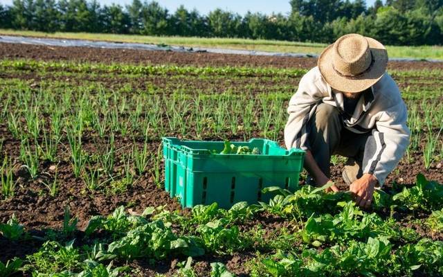 India Organic Farming Market Growth Analysis and Sustainability Trends 2025-2033 | Get Sample Report