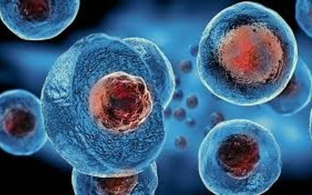 India Stem Cell Market Size and Outlook by 2033 | Get a Free Sample Report