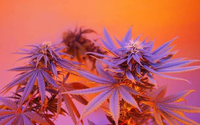 Blissful Wellness CBD Gummies for Pain Management and Inflammation Relief