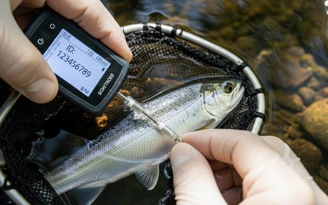 The Growing Role of High-Frequency PIT Tags in Fisheries and Wildlife Monitoring