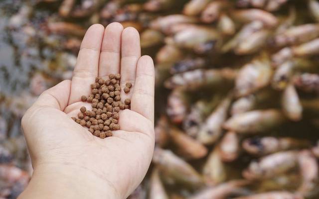 India Aquafeed Market Size, Share, Growth and Forecast Report 2025-2033 