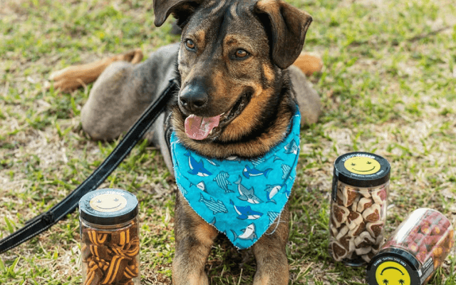 CBD Gummies for Dogs to Calm Down™: Reduces Storm Anxiety in 90% of Users per Reviews