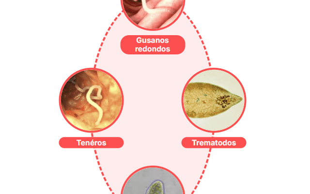 Clarexin Intestinal Parasite Cleanse Chile Reseñas de usuarios impactantes. ¿Funciona de verdad o no?