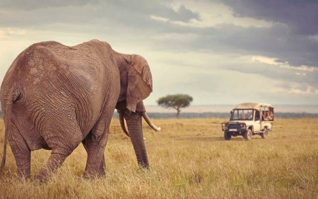 Which Countries Offer the Best African Safaris?