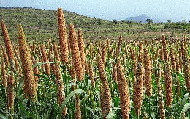Millet Market Report 2026 | Growth, Trends, and Forecast by 2034