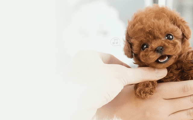 PupBud Reviews and Complaints What to Know About Battery Life & Durability
