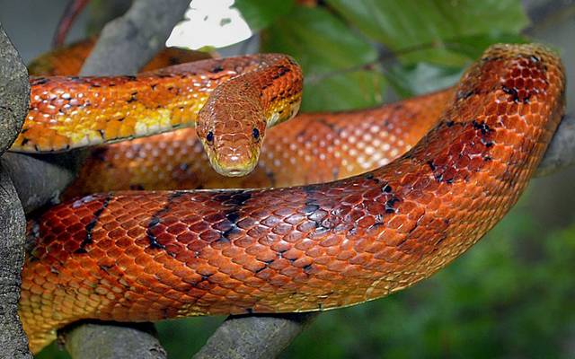 Corn Snake Habitat Setup: A Complete Beginner’s Guide