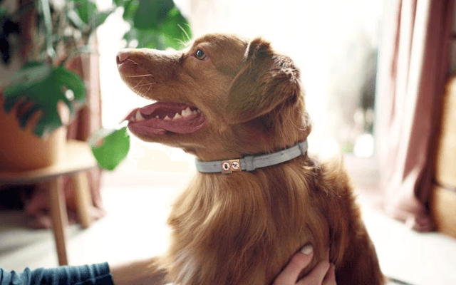 Is Fur Sweep Collar Worth It? Honest Review and Benefits⁓#