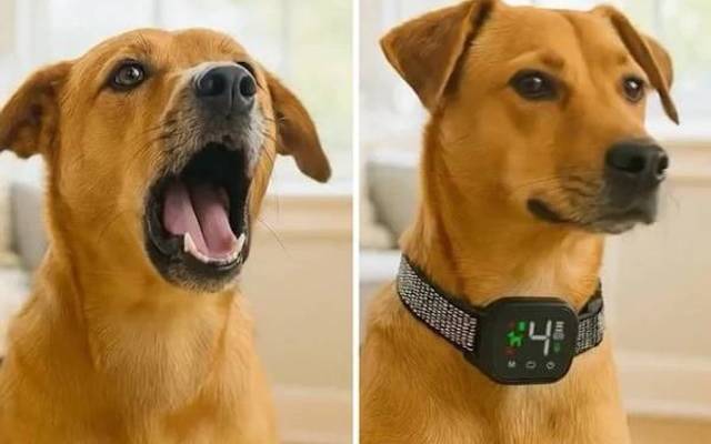 .Is the NooBark Dog Collar Worth It? #An Honest, In-Depth Review@@