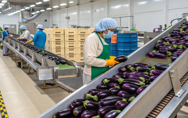 How to Setup a Eggplant Processing Plant: Cost Analysis, Equipment and Business Opportunities