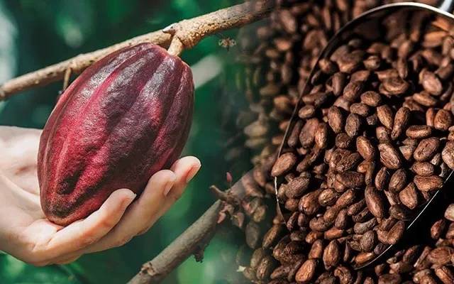 Cocoa Processing Plant Project Report 2026: Investment Opportunities, Cost and Economics
