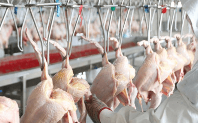 Chicken Plant Project Report 2026: Investment Opportunities, Cost and Economics