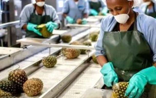 Pineapple Plant Project Report 2026: Raw Materials, Machinery Cost and ROI Analysis