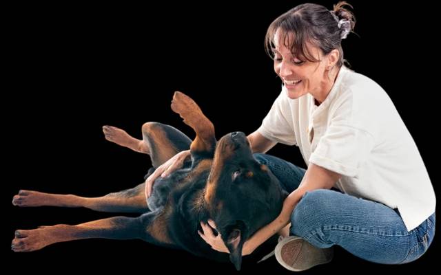 NoBark Ultra vs. Loud Breeds: My 14-Day Test with a German Shepherd