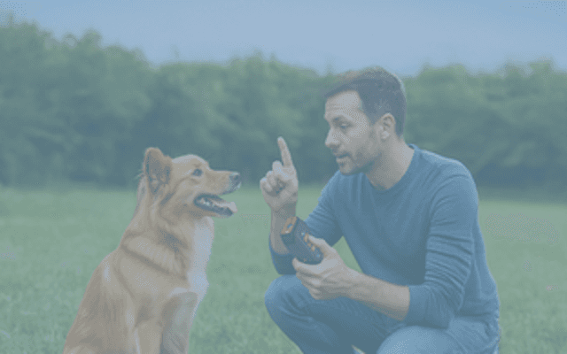 BarkWave Dog Trainer Exposed - Why It Beats All Other Anti-Bark Devices