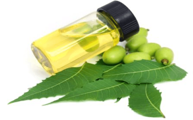 Cost of Setting Up a Neem Oil Processing Plant 2026: Demand Analysis and ROI