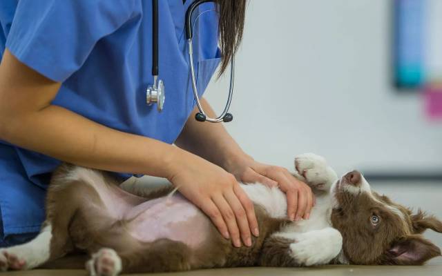 Offering Your Puppy the Best Start in Life with Early Puppy Care and Training