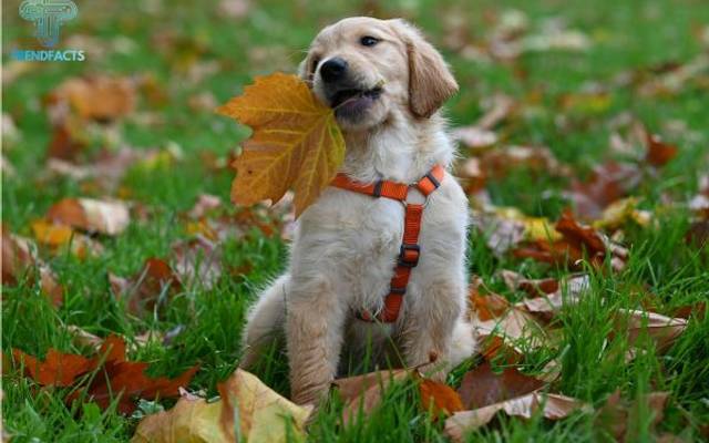 Golden Retriever Breed Guide for Families