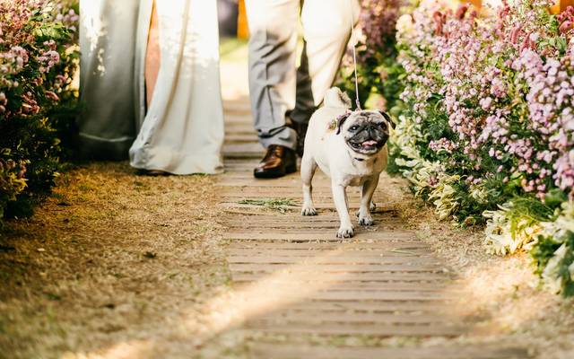 Pets No Casamento: Dicas Para O Convidado Especial