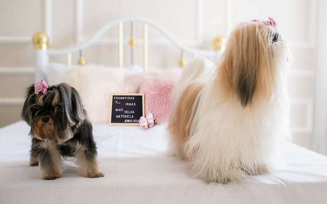 Ensaio - gerando vida um dia mais que especial