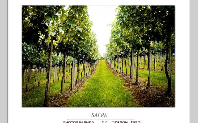A Safra