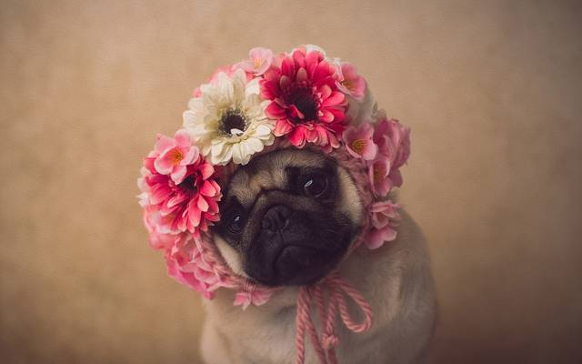 Novidade: Mini Ensaio Pet Meu Melhor Amigo