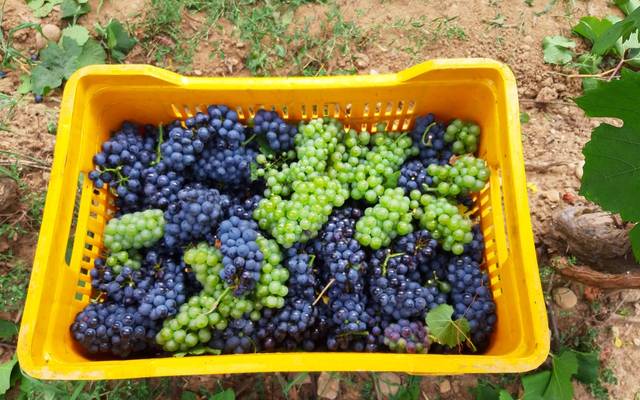 FESTIVAL IN CANTINE 2019-LA CROCIERA DEL GUSTO