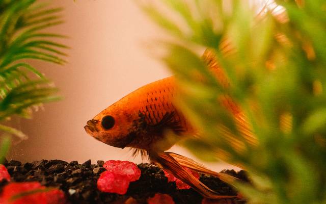 Super dicas para tirar fotos incríveis do seu pet em casa. 