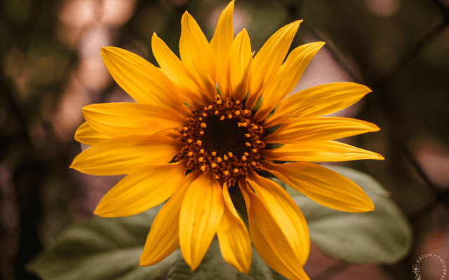 Presets para Lightroom Mobile - Baixe GRÁTIS no seu celular e aproveite!